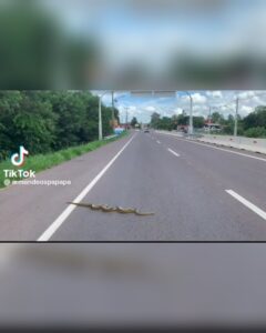 (VIDEO)Víbora cruzó la ruta como toda una celebridad