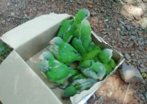 (Video). ‘Loros unidos, jamás serán vencidos’. Rescatan loritos que eran comercializados