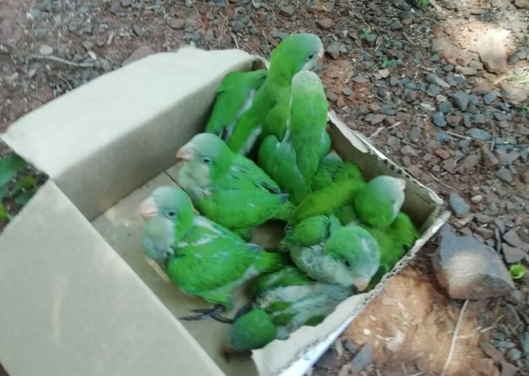 (Video). ‘Loros unidos, jamás serán vencidos’. Rescatan loritos que eran comercializados