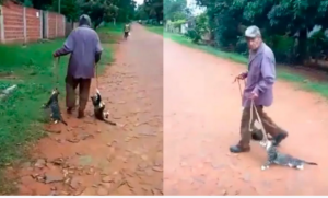 Karai tuja arrastra a dos gatos del cuello y ya fue denunciado