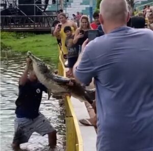 Aseguran que supuesto cocodrilo maltratado ya estaban muerto