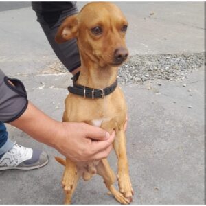 Jagua’i descubrió a ladrones de vehículos y su dueño pudo espantarlos con palo