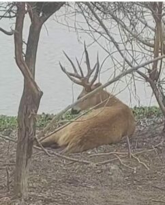 Fue visto un majestuoso ciervo del pantano en Boquerón