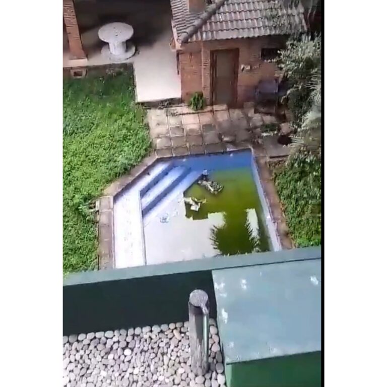 Municipalidad interviene vivienda con piscina abandonada