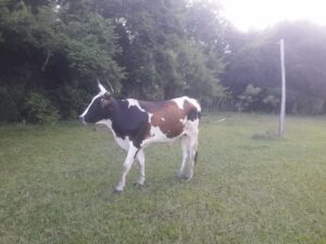 Hermanos se reventaron por una vaca que se escapó