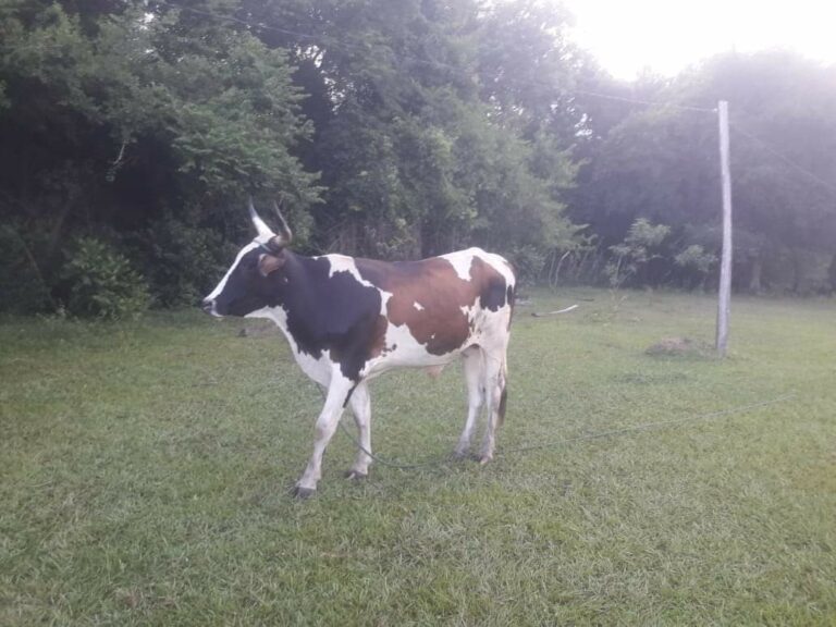 Hermanos se reventaron por una vaca que se escapó