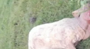 Vacas y un perro murieron y no tenían lengua: Culpan a Pyta Jovái