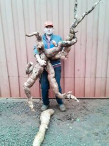 ¡Productor sacó feroz mandioca de su campo e impresionó al rollo!
