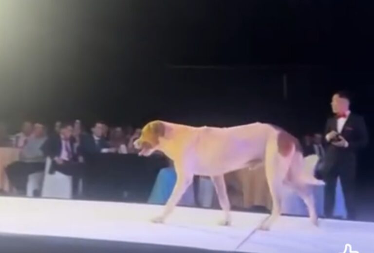 (VIDEO)Jagua peleó avei la corona de Miss Horqueta con semejante pasarela