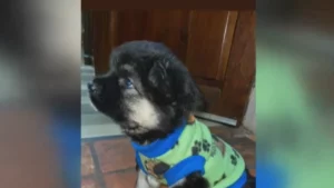 Ofrecen recompensa para recuperar cachorro hurtado de su vivienda