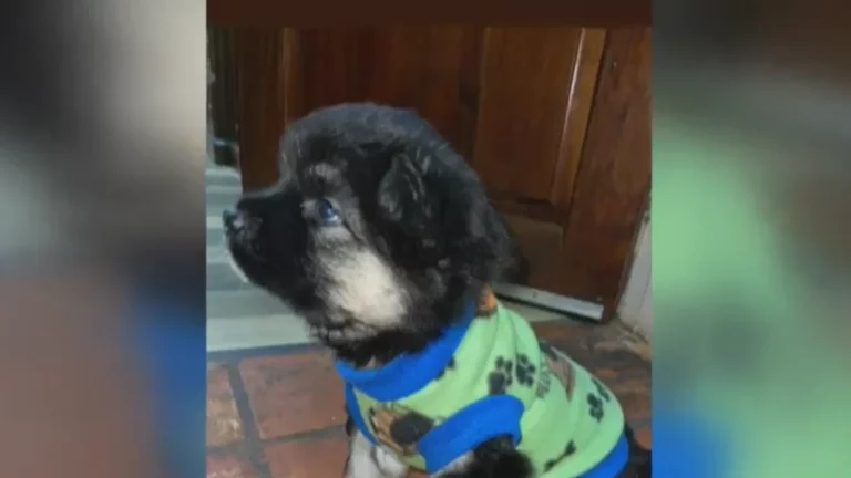Ofrecen recompensa para recuperar cachorro hurtado de su vivienda
