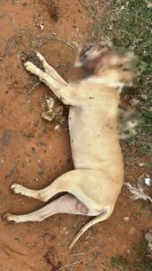 Mataron de 3 disparos a un perrito en San Lorenzo