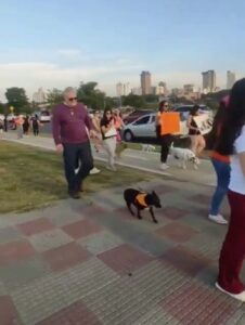 [VIDEO] ¡Basta de maltratos! Marcharon por el derecho de los animales