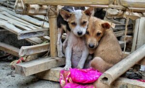 ¡Rescatistas felices! Senado aprobó aumento de pena para maltratadores de animales
