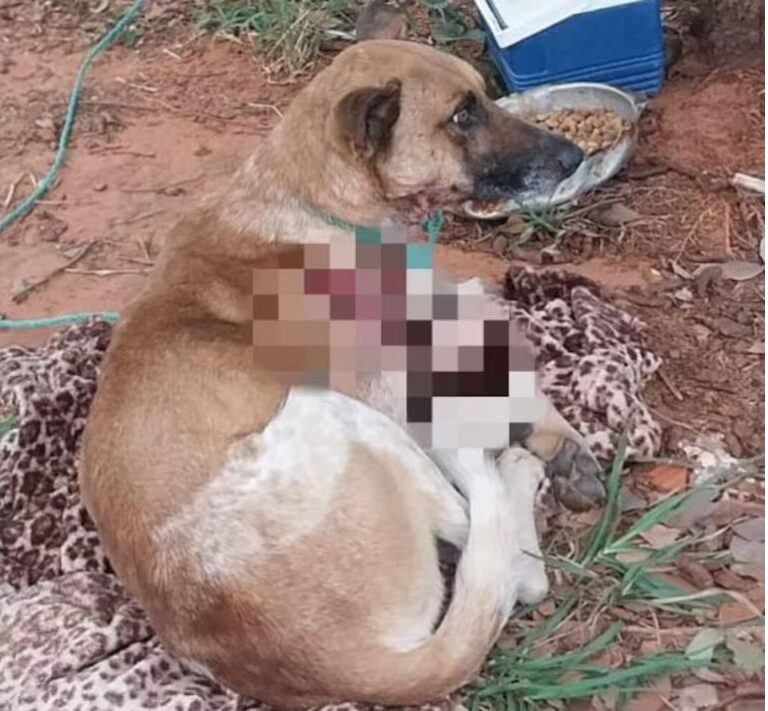 Ministerio Público inicia vicheos tras el abandono de un jagua’i herido en Luque