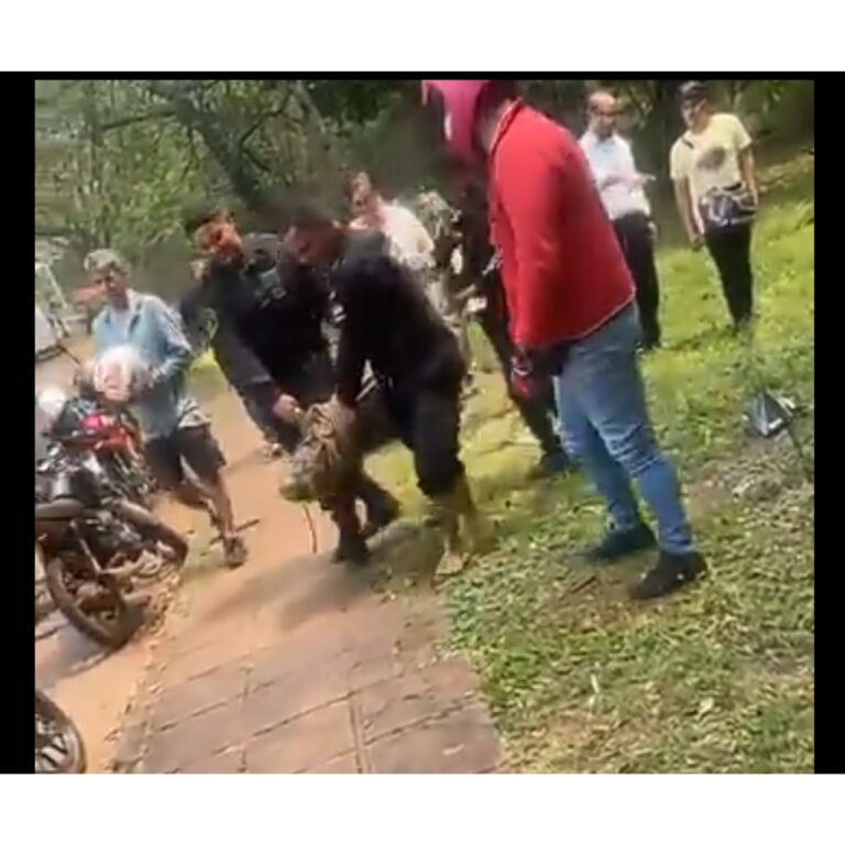 (VIDEO) Rescataron a un yacaré que paseaba a orillas de un arroyo