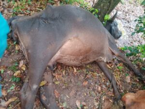 ¡Un rayo mató a siete vacas!