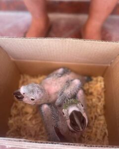 Rescataron a guacamayos bebés y metieron preso a un hombre