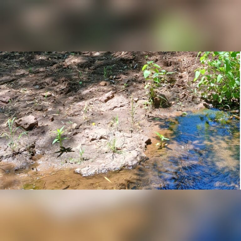 Karai murió tras ser mordido por una serpiente: Fue encontrado al lado de un arroyo