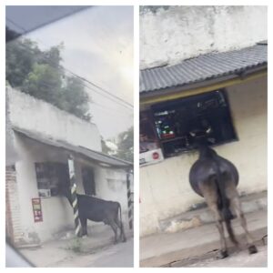 (Video) Vaca se hace viral por comer pan desde la ventana de una despensa