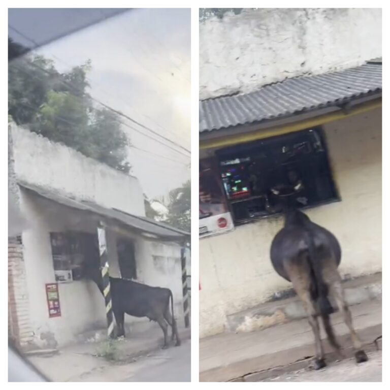 (Video) Vaca se hace viral por comer pan desde la ventana de una despensa
