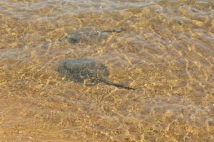 Jóvenes picados por mantarraya en Encarnación recibieron el alta y pasó el susto: advierten que no hay antídotos