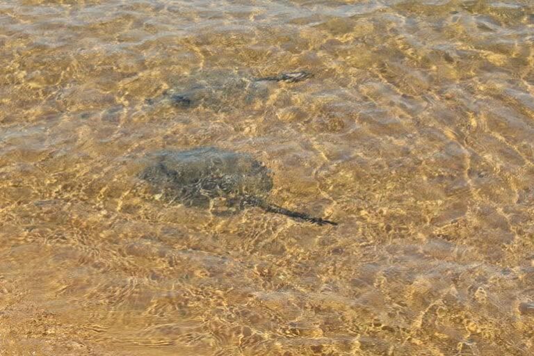 Jóvenes picados por mantarraya en Encarnación recibieron el alta y pasó el susto: advierten que no hay antídotos