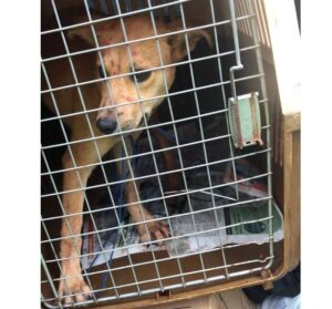 Dos inocentes firulais que estaban en la lluvia fueron rescatados