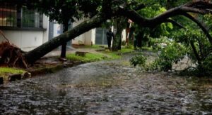 Temporal dejó árboles caídos  y corte la luz