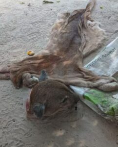 ¡Aijuena! Les pillaron transportando carne rarófila y hallan restos hasta de un puma