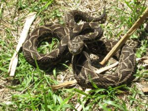 Niño mordido por víbora en Itapúa se recupera favorablemente