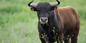 Toro salió al paso de un motocarro y mató al conductor