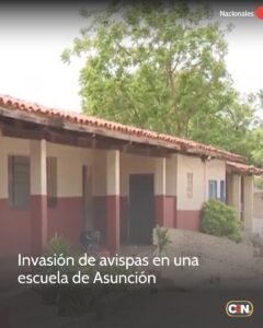 ¡Ndi! Denuncian invasión de avispas en una escuela de Asunción