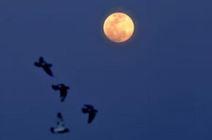 La NASA: “Un eclipse lunar total como este no se podrá volver a ver hasta 2048”