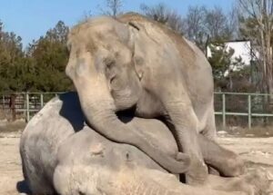 (VIDEO). una elefanta abraza a su compañera fallecida tras 25 años juntas