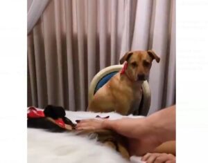 (VIDEO). En Hernandarias  ofrecen un peculiar servicio funerario para perros y gatos