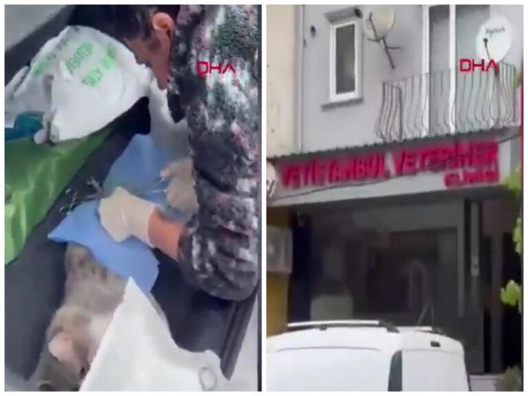 Terremoto no detuvo a veterinaria que estaba operando a un gato en Estambul 