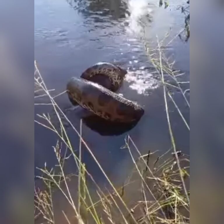 (VIDEO)Kuriju se tragó a un perrito y sus dueños solo pudieron filmar