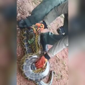 (VIDEO)Feroz anaconda apareció en una bodega de Ypané