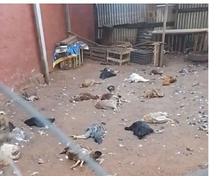 ¿Fue el Pombero?: ¡Encontraron 50 gallinas muertas!