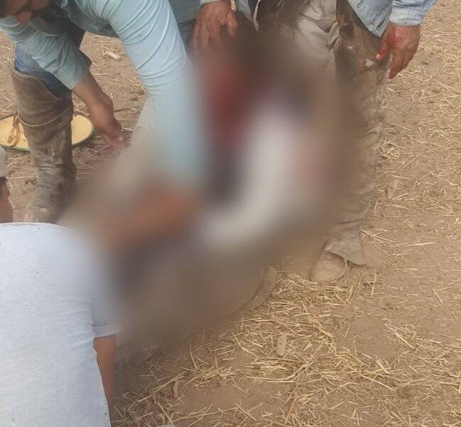 ¡Que tragedia! Trabajador muere luego de que su caballo se le cayó encima