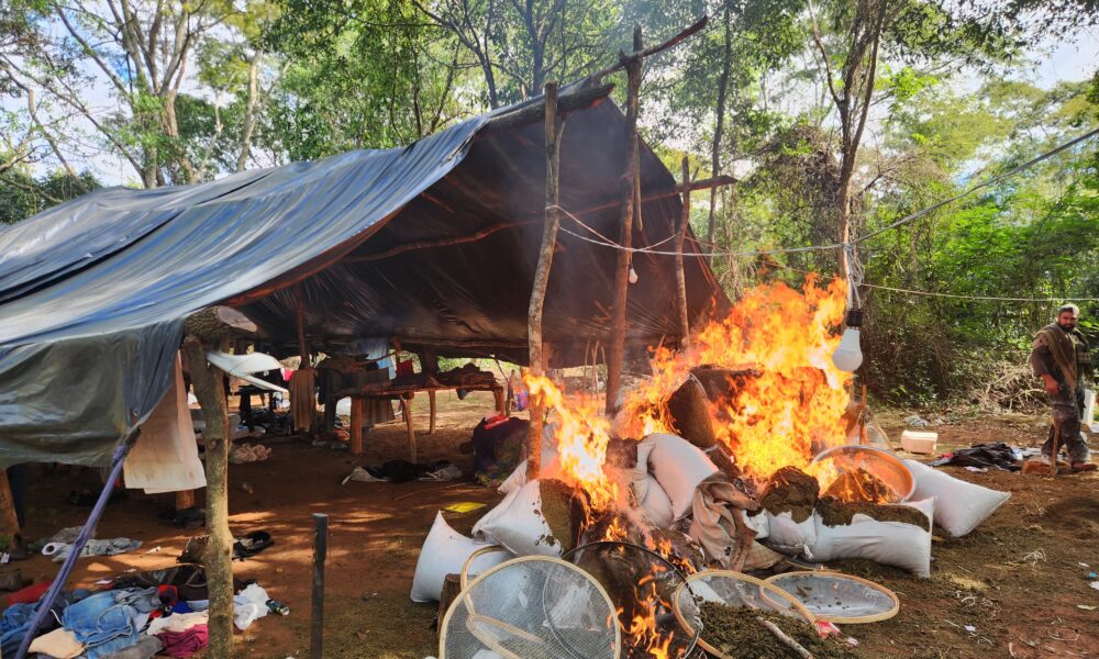 Golpe al narcotráfico: SENAD destruye marihuana y logística criminal en Concepción