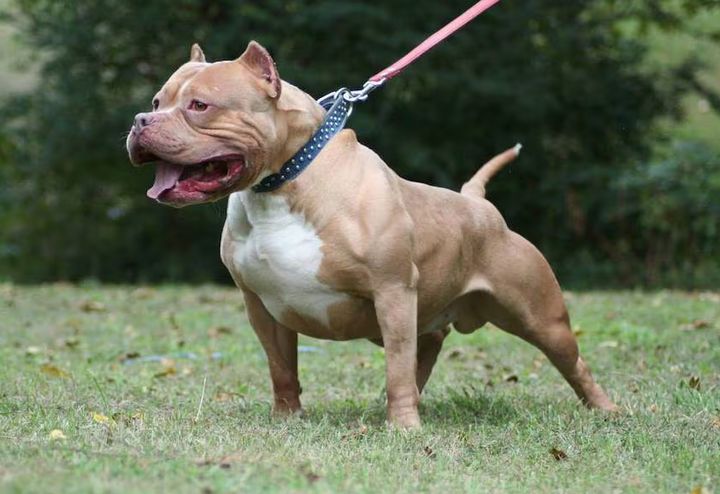 Retiran a otro pitbull que era mantenido en terribles condiciones