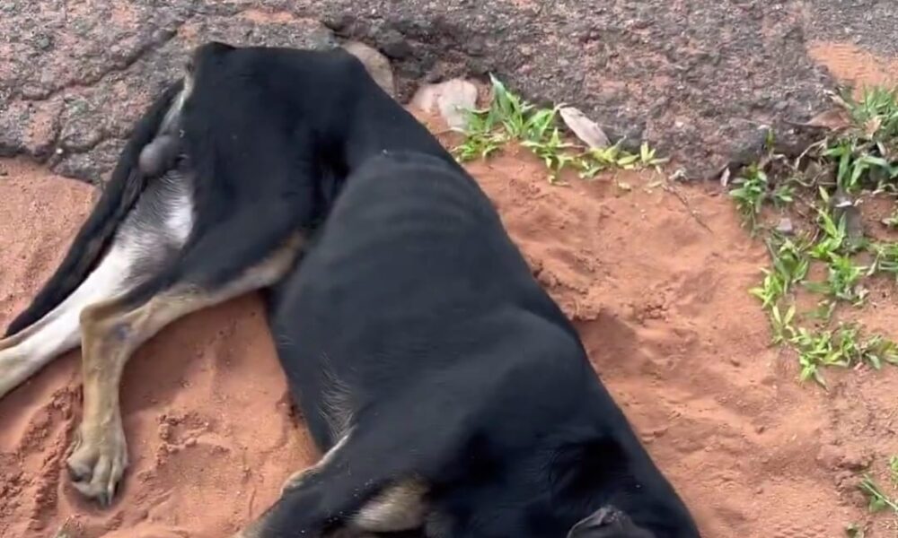 (Video) Crueldad que duele: perro herido es abandonado y su dueño se niega a ayudarlo