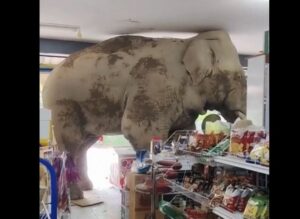 Un elefante hambriento entró en un comercio en Tailandia y se comió diez bolsas de galletitas