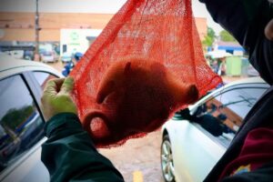 Rescatan a cría de oso melero en Caacupé
