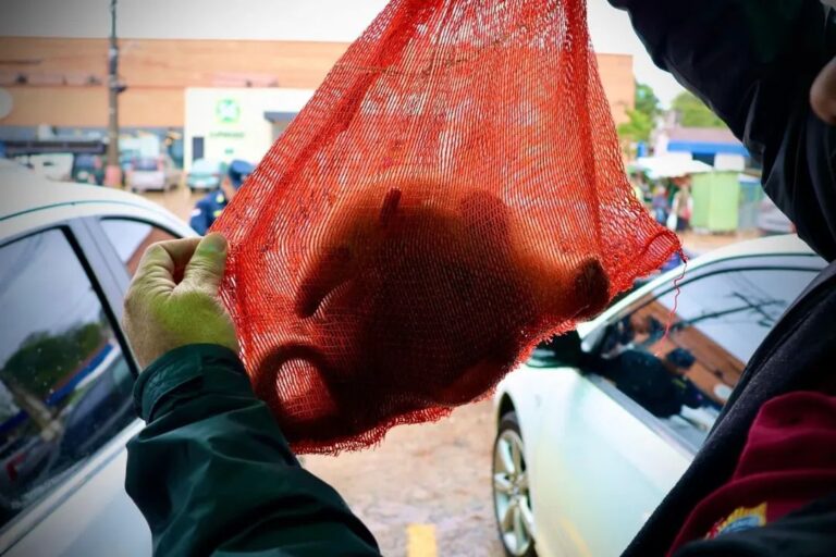 Rescatan a cría de oso melero en Caacupé