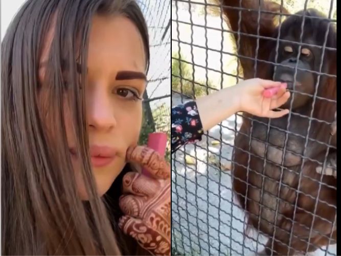 (VIDEO). (VIDEO). ¡Indignante! Boxeadora invita su “vape” a una orangutana en peligro de extinción