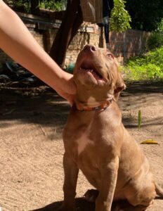 Karai sigue buscando a su jagua’i que le mondahearon