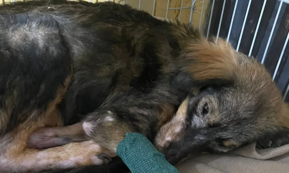 ¡Piden ayuda solidaria para ayudar a un Firulais abandonado en el feroz ro’y!